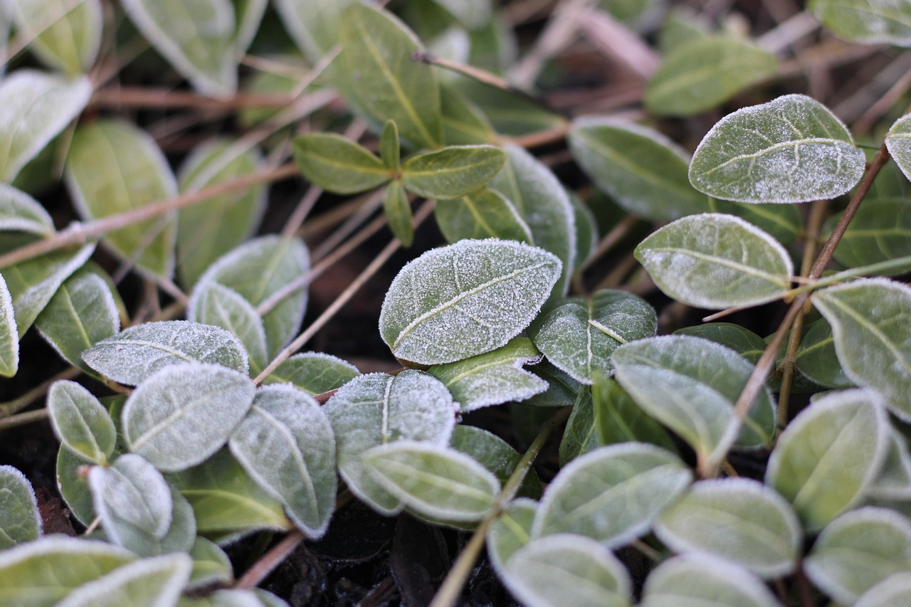 iGaming growth